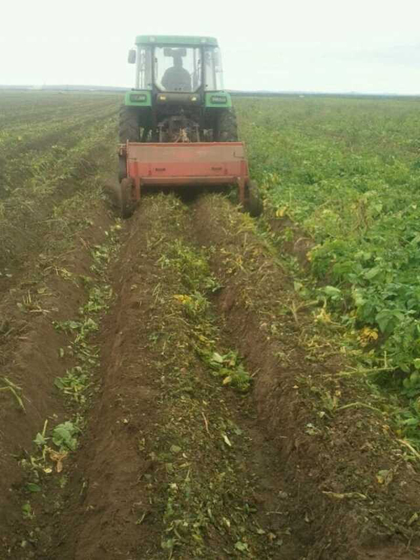 土豆种子种植管理